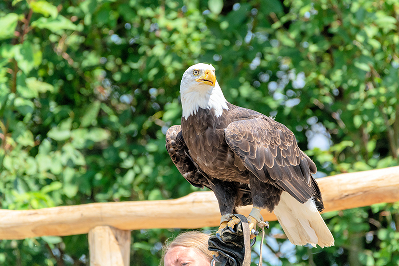 bald eagle