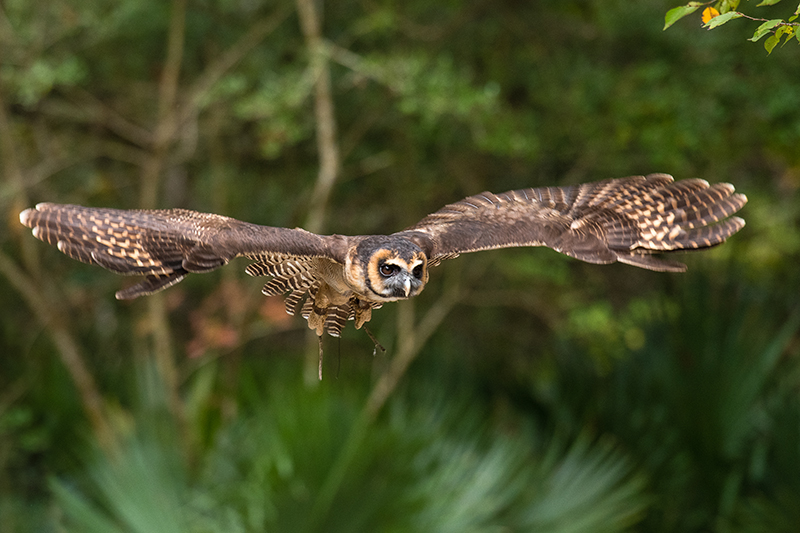 Bird flying